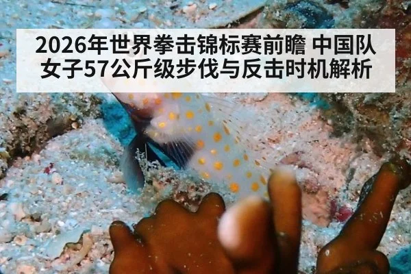 2026年世界拳击锦标赛前瞻 中国队女子57公斤级步伐与反击时机解析